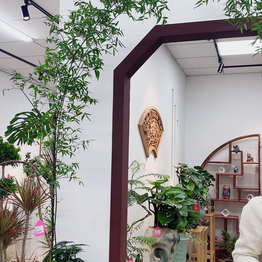 高端绿植一物一拍