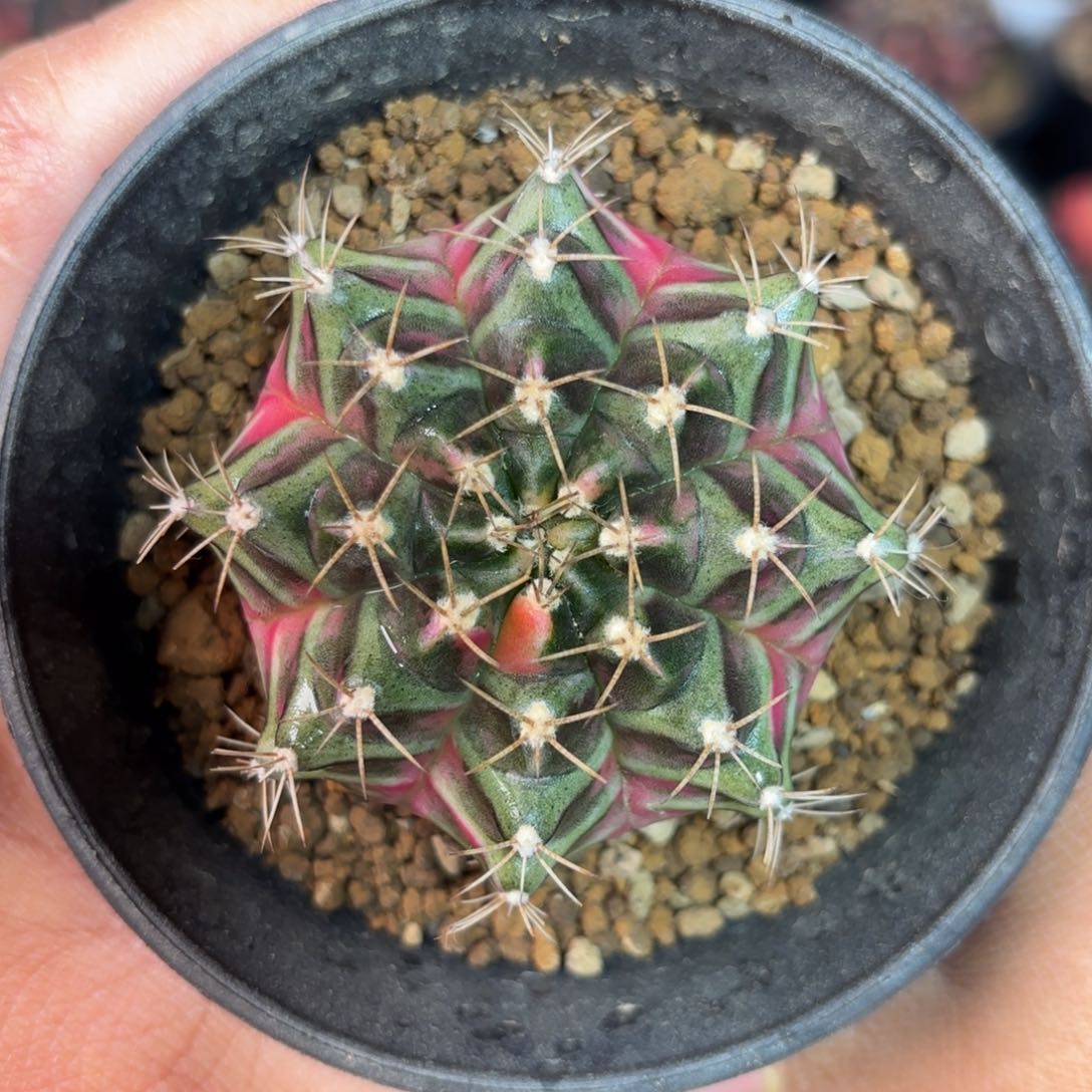 泰系实生米哈仙人球12