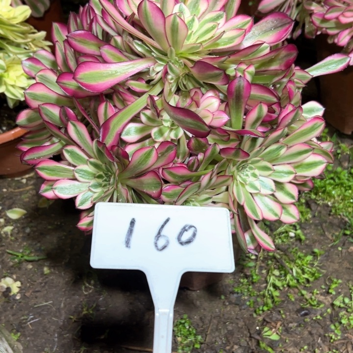 多肉植物红铜表白