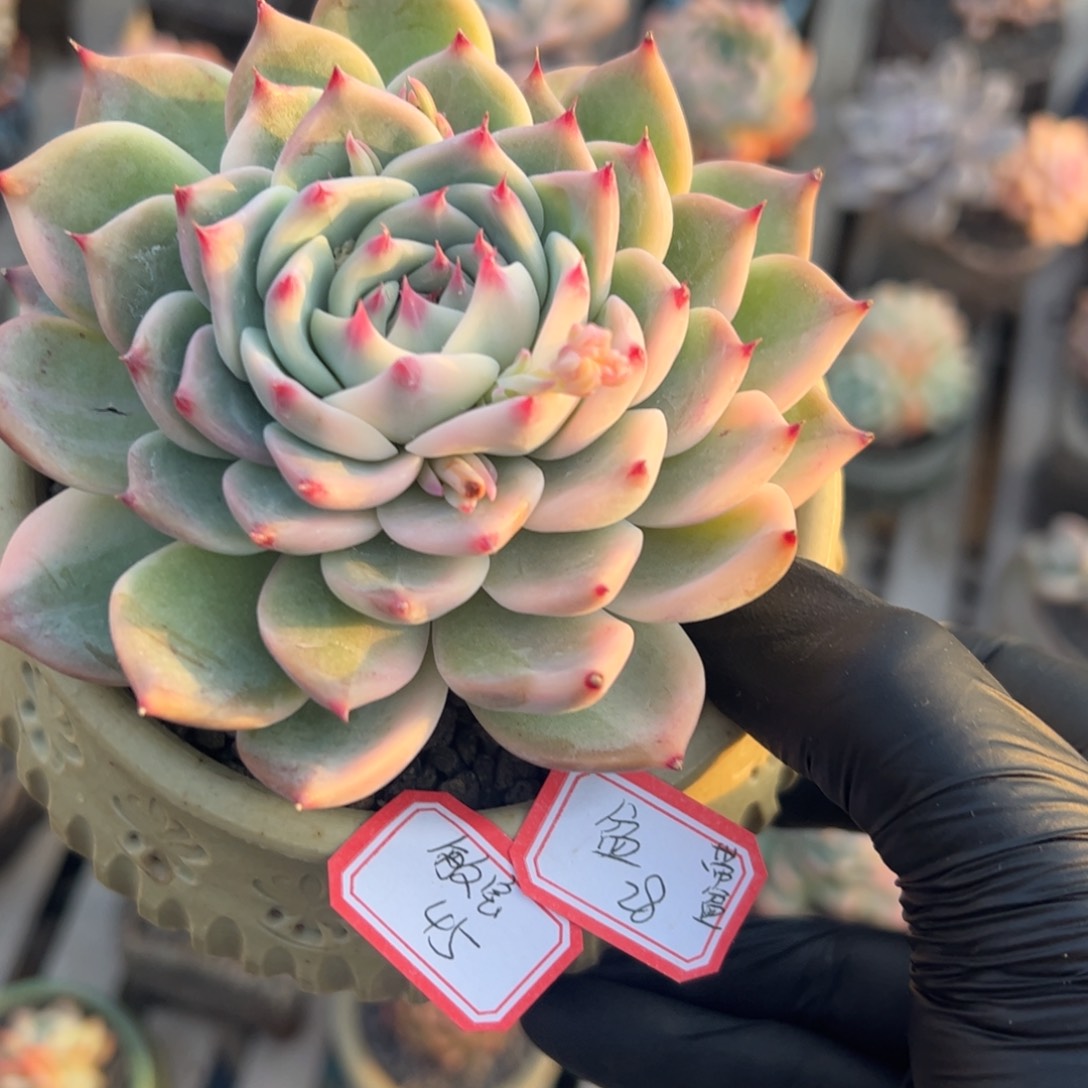 多肉植物多肉植物