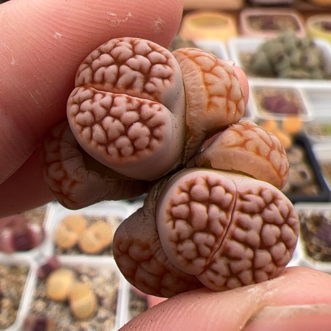 0279号红脑花 多肉植物