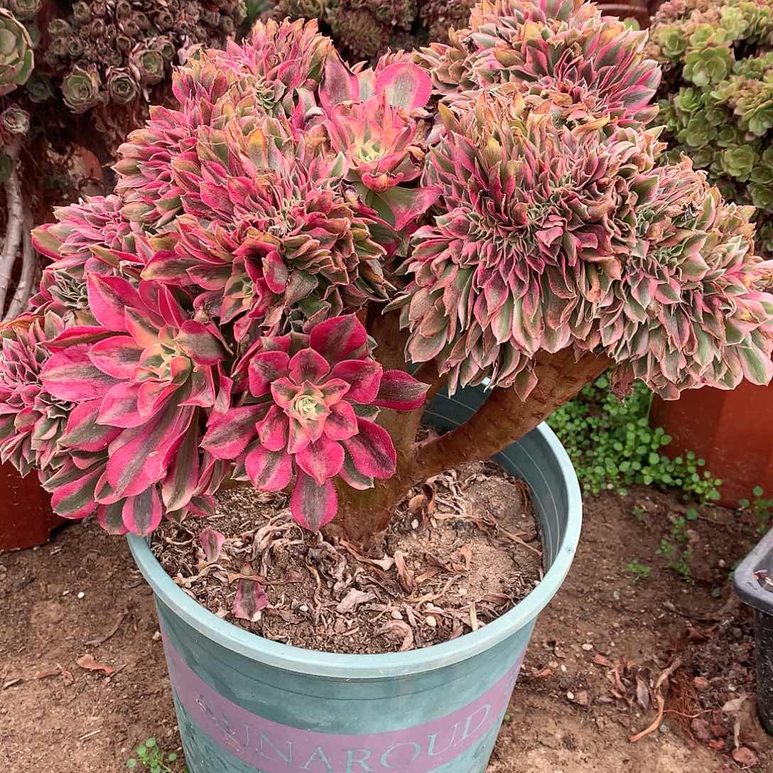 红陶女巫缀女巫缀