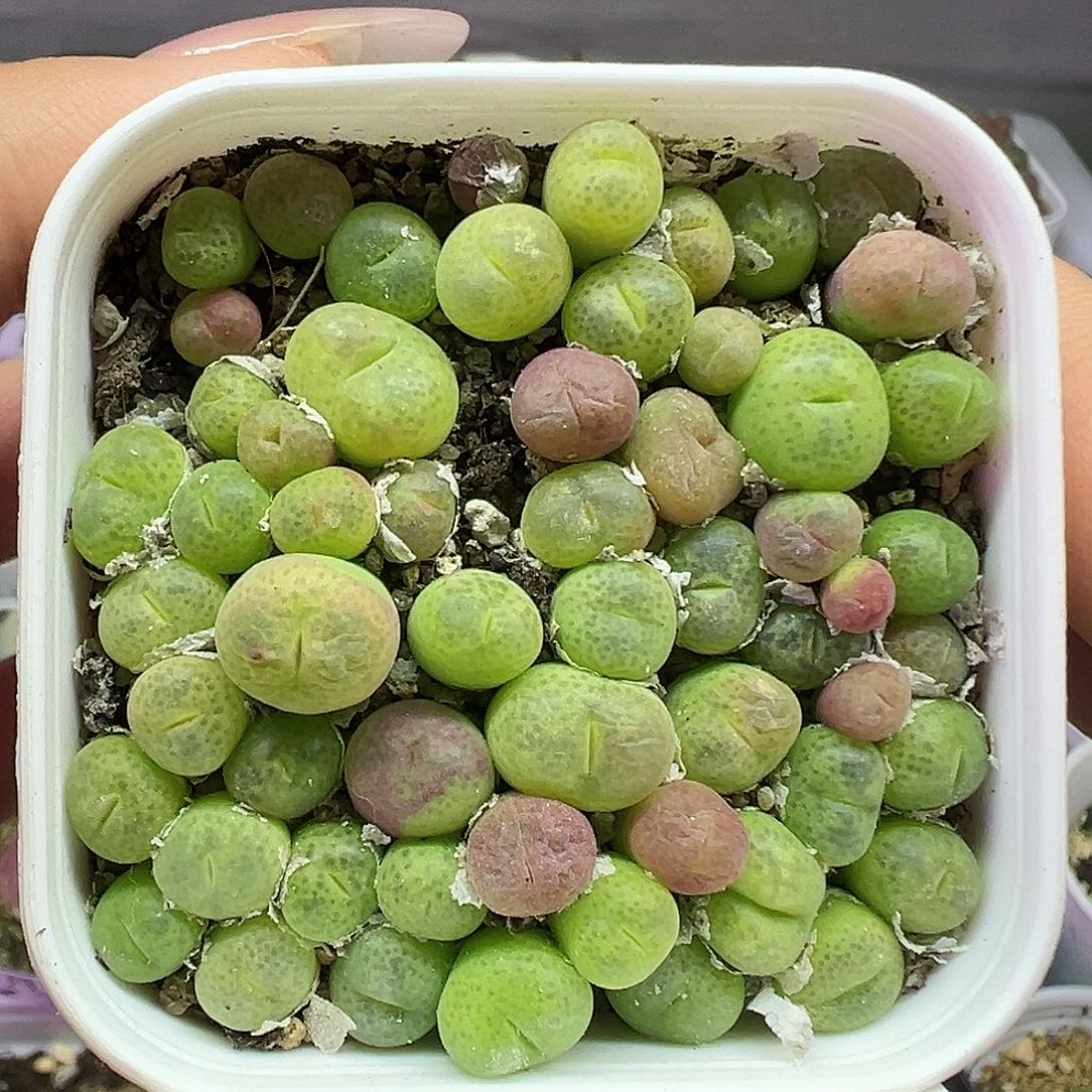 694翠光玉带盆土发货