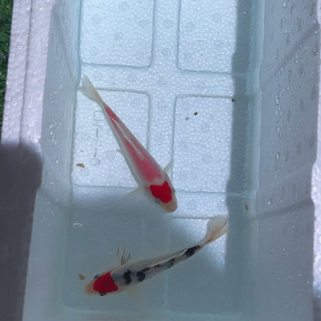 困***ⓒ海水鱼观赏鱼锦鲤鱼