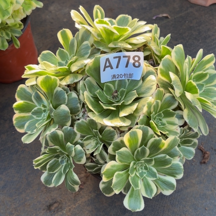 瑞妈多肉植物，778.迈