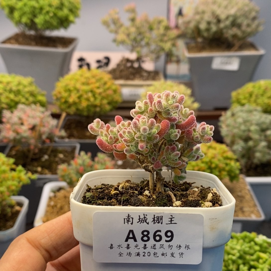 869优选冰晶枝干番杏