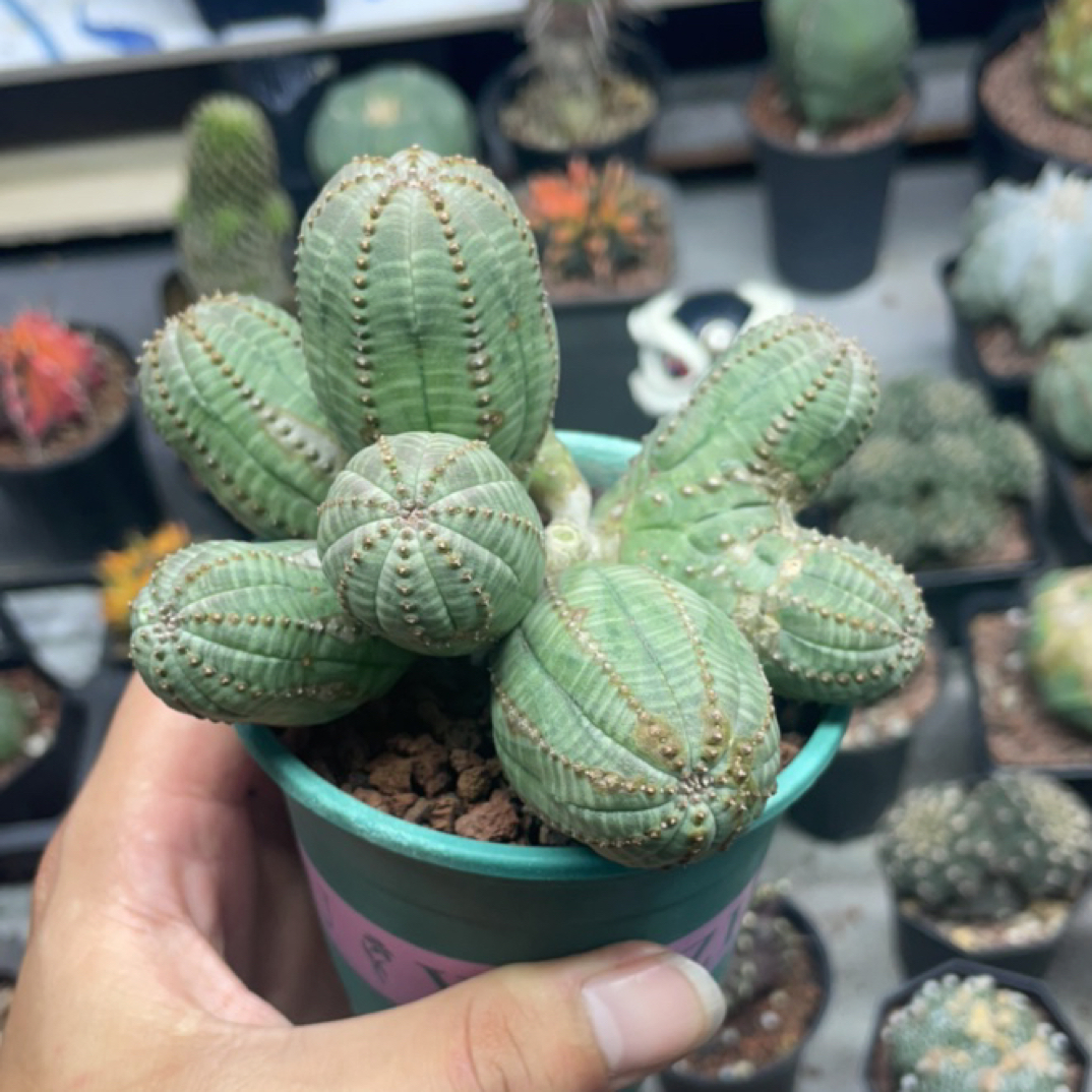 侧芽公布纹球群一图一物