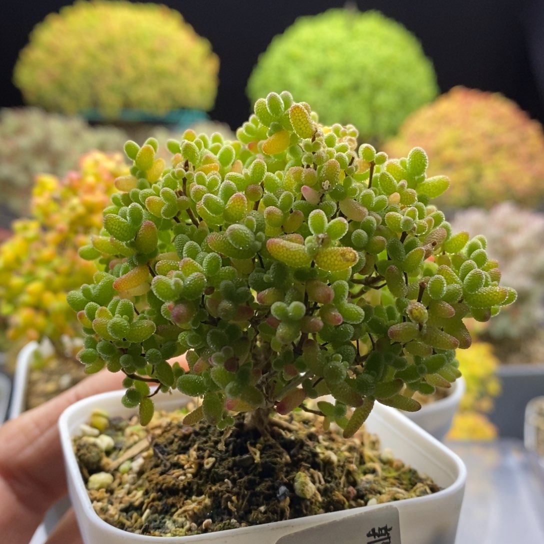 A***a173蜜橘糖球。        