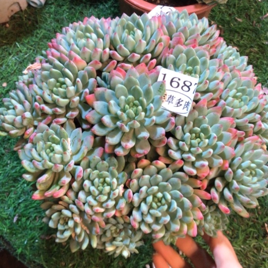 蓝苹果，1687，一物一拍