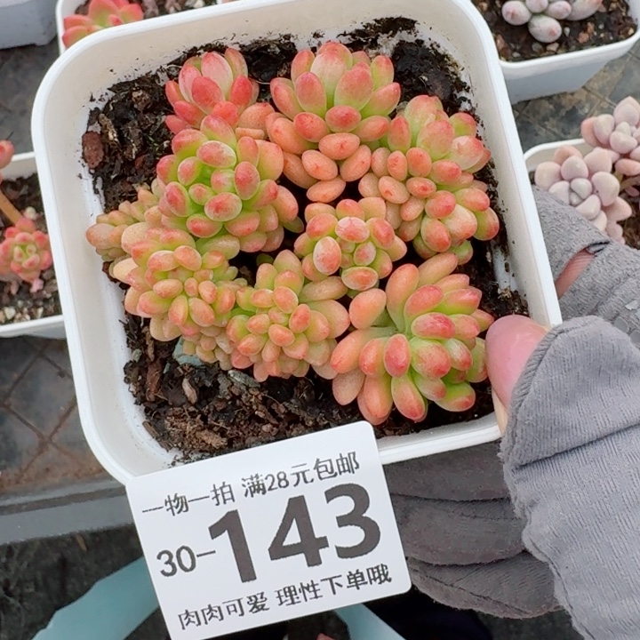 香格里拉缀化多肉多肉多肉植物多肉