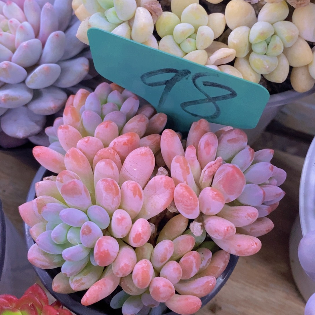 多肉植物，一物一拍，专场5