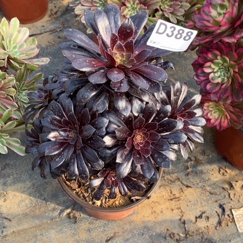 墨法师多肉植物法师不包损