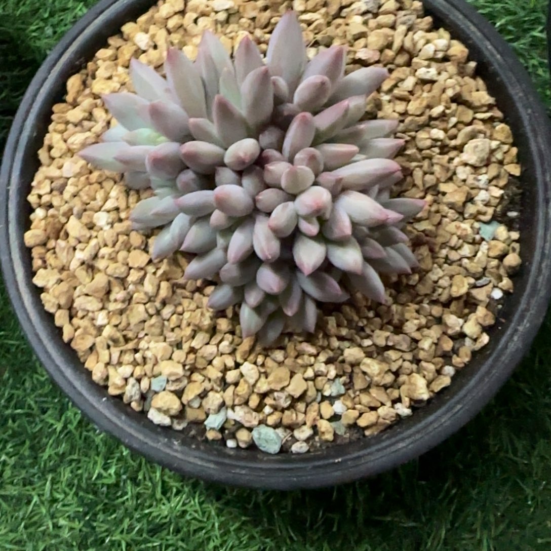 多肉植物一物一拍