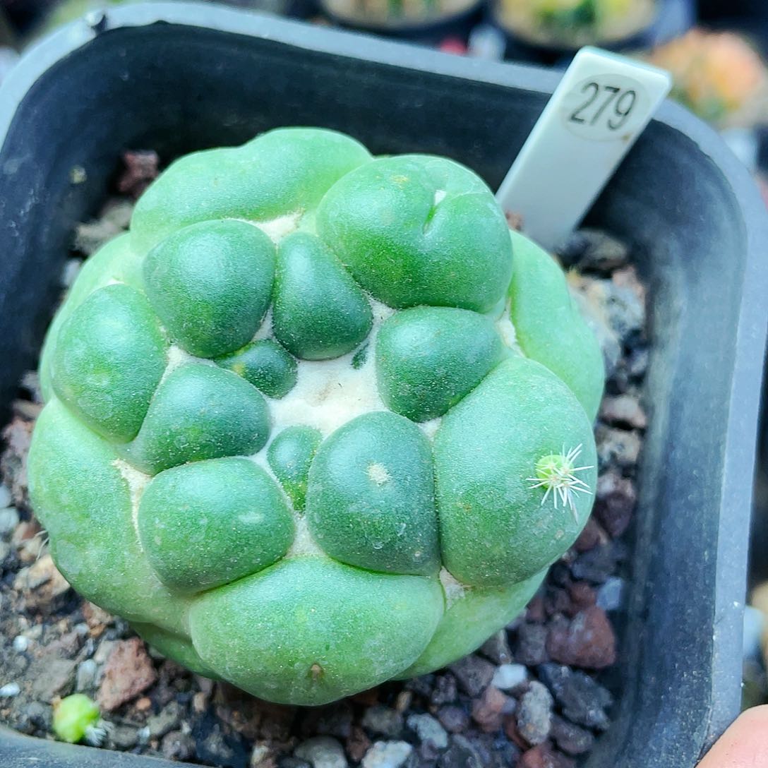 非偏远地区满25发货仙人球