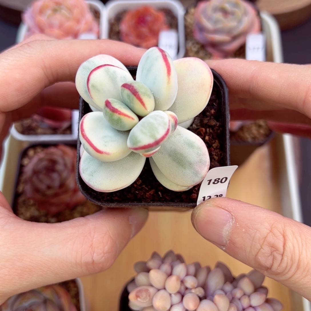 好好看180、哈哈哈哈