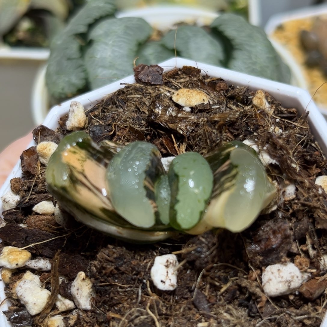 恭喜发财大吉大利0245