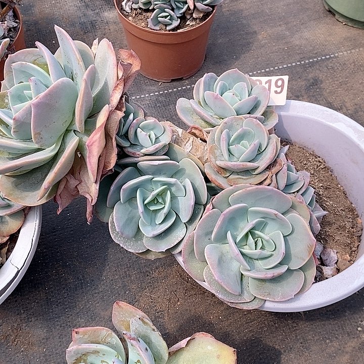 0219。。。。。。。。。。。。。。。