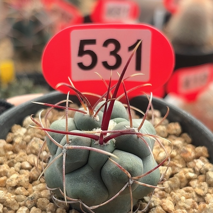 仙人球实生绯冠龙