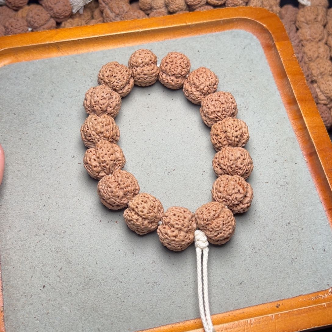 菩提18号金刚菩提针孔蜂王22