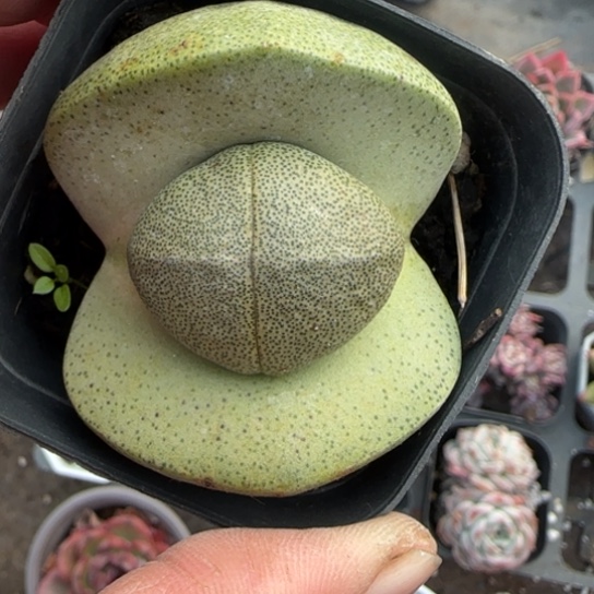 116元宝多肉植物多