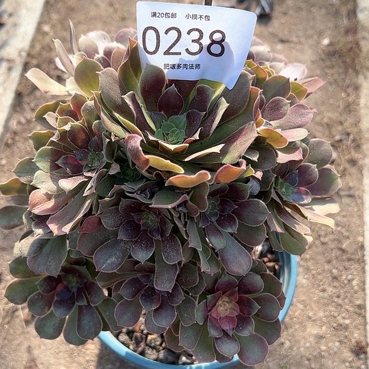 0238七彩多肉植物