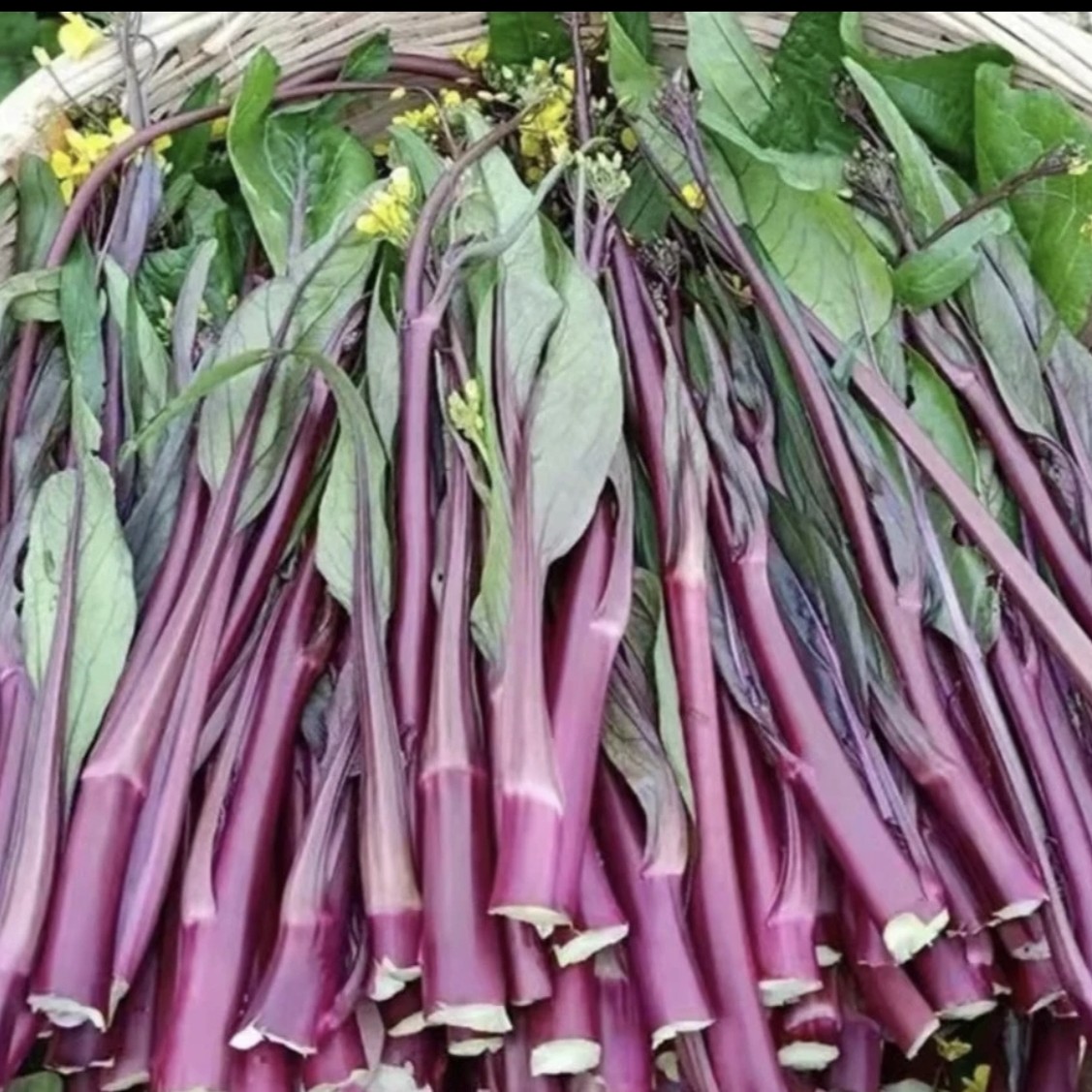 贵州农家自种红菜苔红菜心新鲜采摘发货
