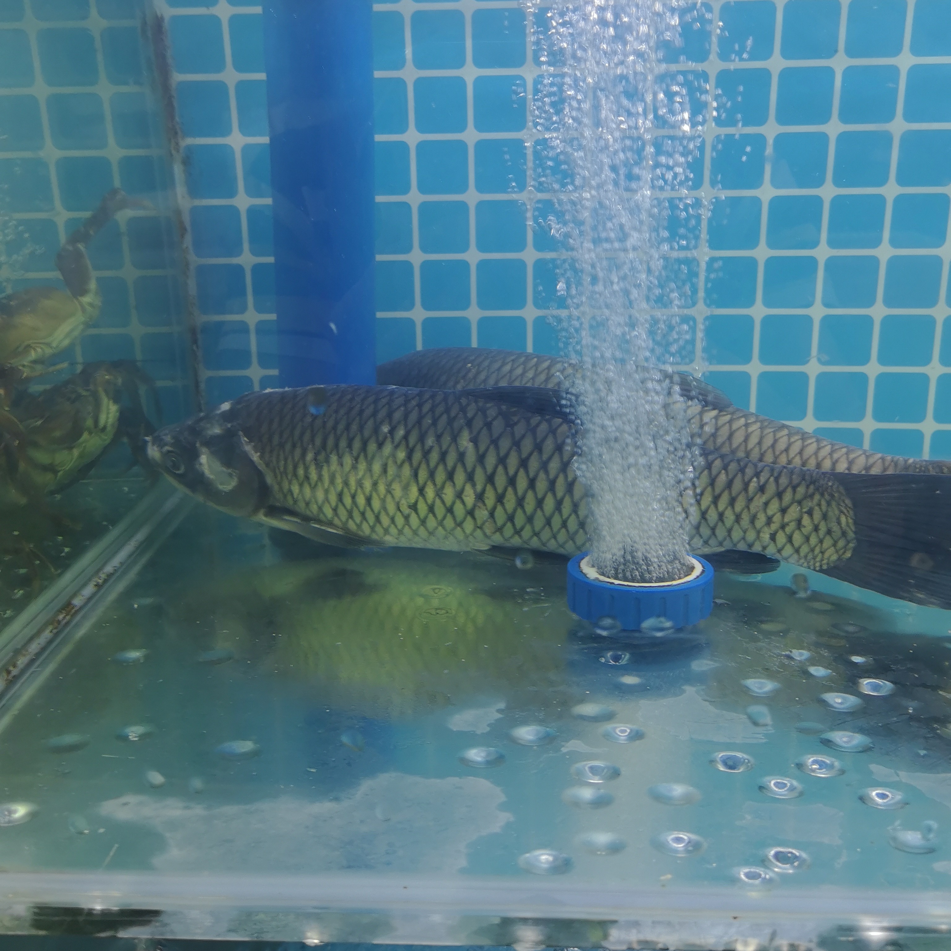 小草鱼约1000g/条 默认宰杀