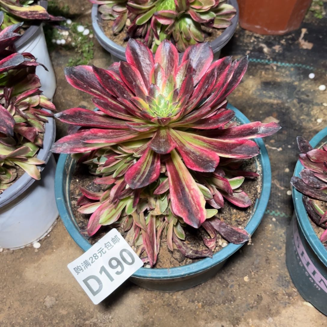 余****就190多肉植物莫兰迪