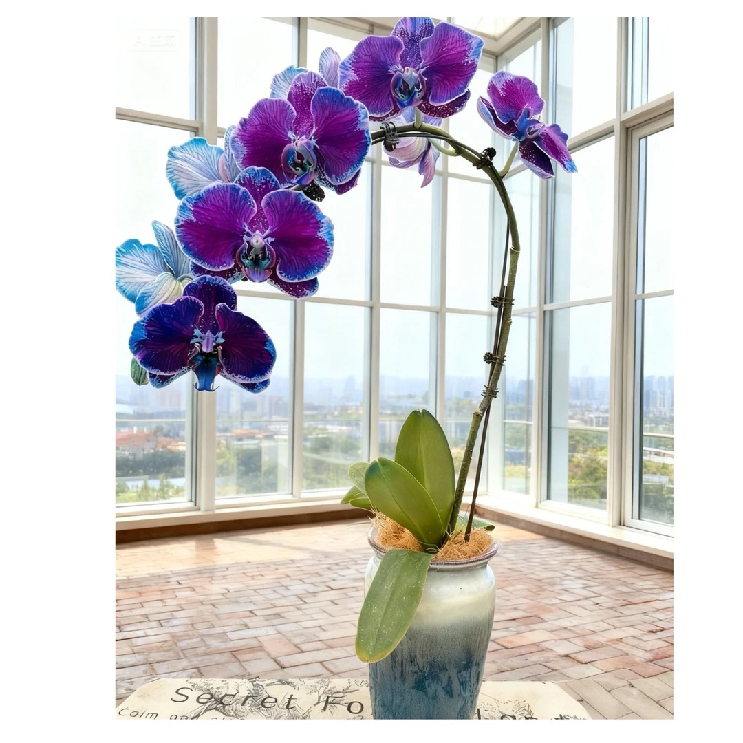 【黑丝绒】马卡龙3.8杯出口级别小龙兰苗超稀有名贵蝴蝶兰 吸色