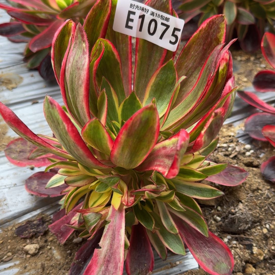 1075红魔女多肉植物