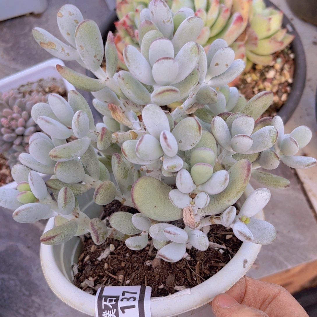 乒乓福娘31137多肉植物