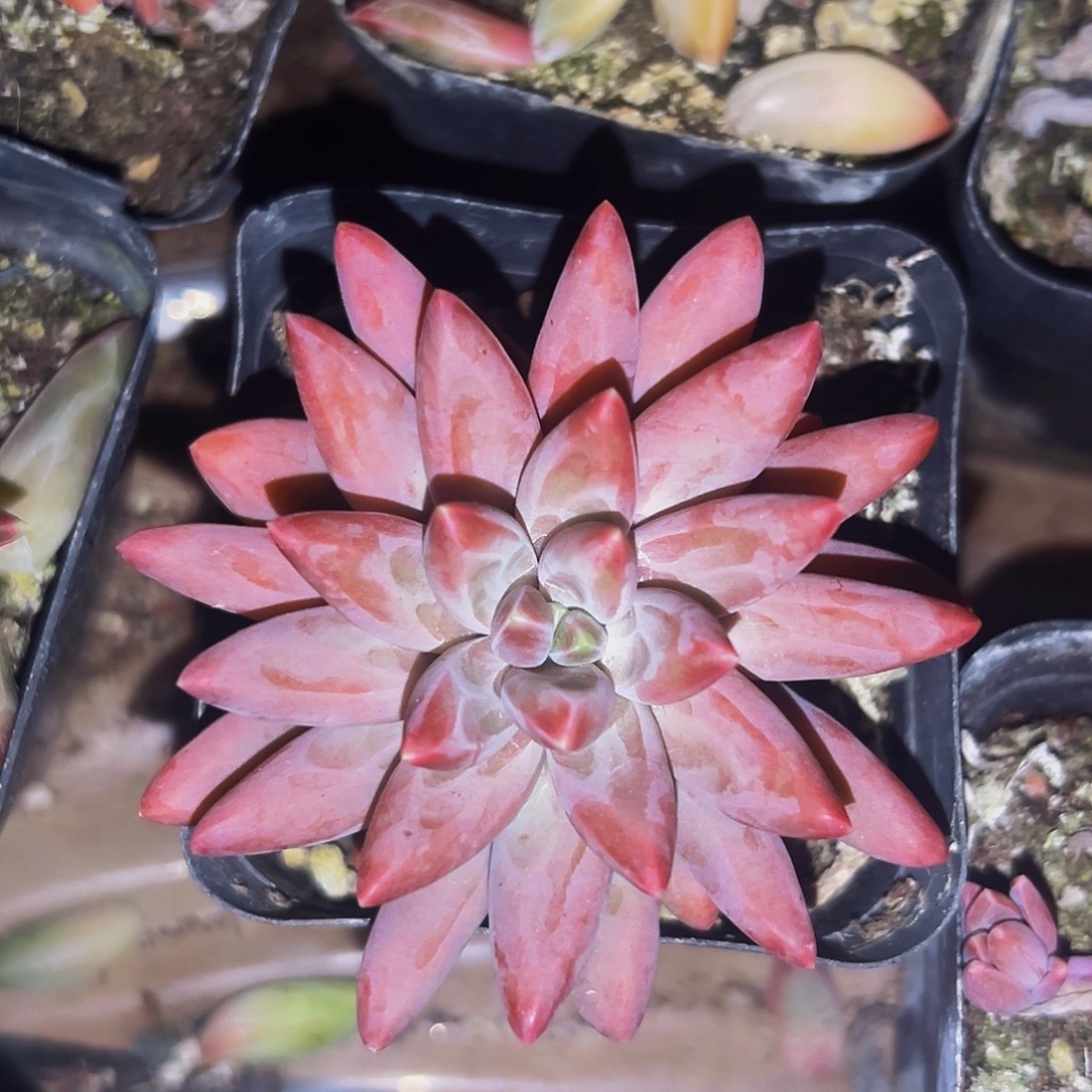 桔云多肉美人精品系列