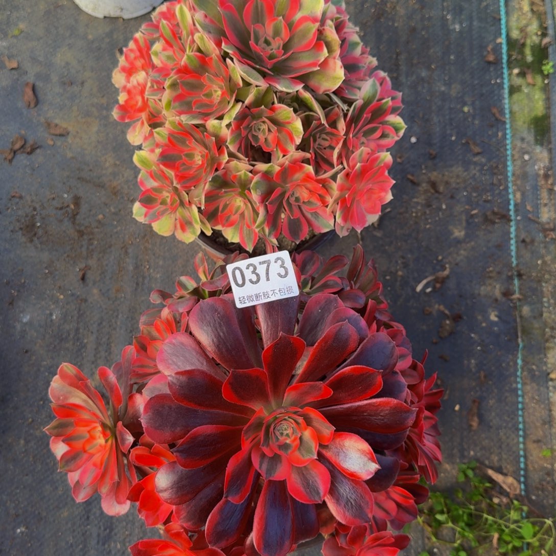 美杜莎 粉女巫两颗