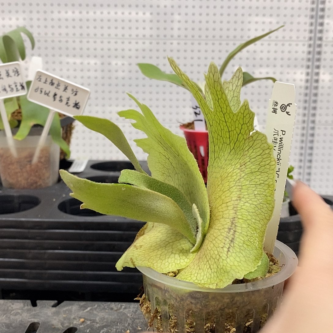 无花朵爪哇v鹿角蕨