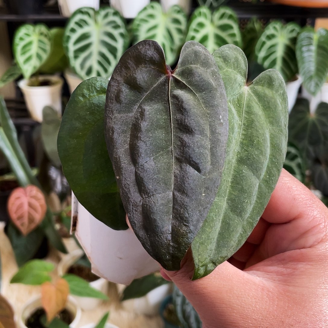 完全开放美国黑桃