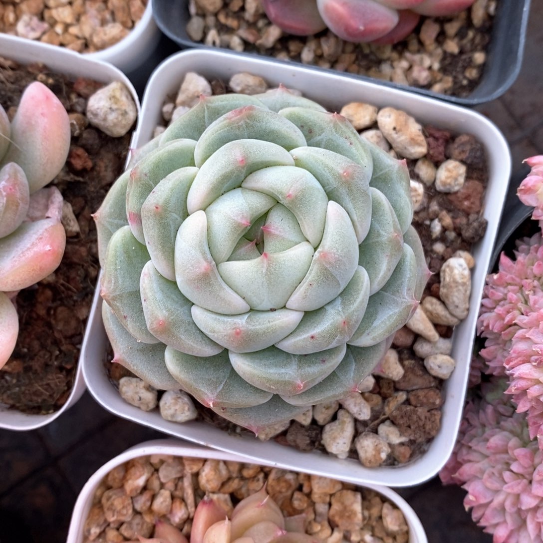 精品多肉一物一拍不包整78