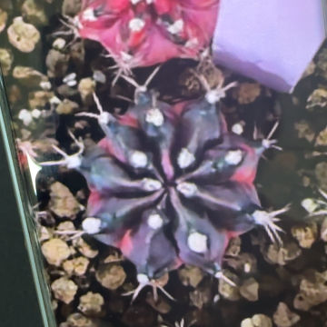 10-0225泰国发货多肉