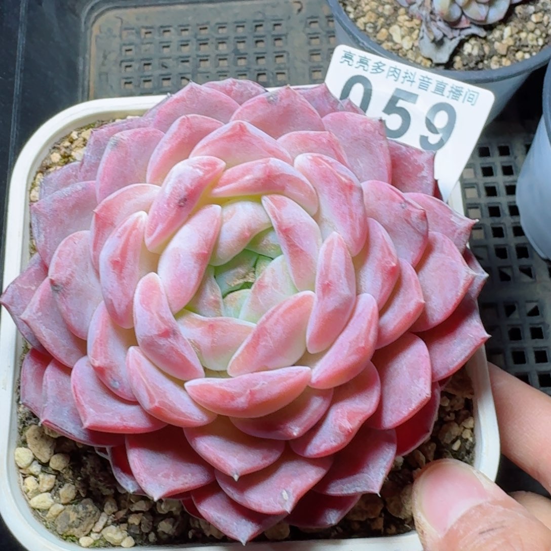 冰魄母本         多肉植物