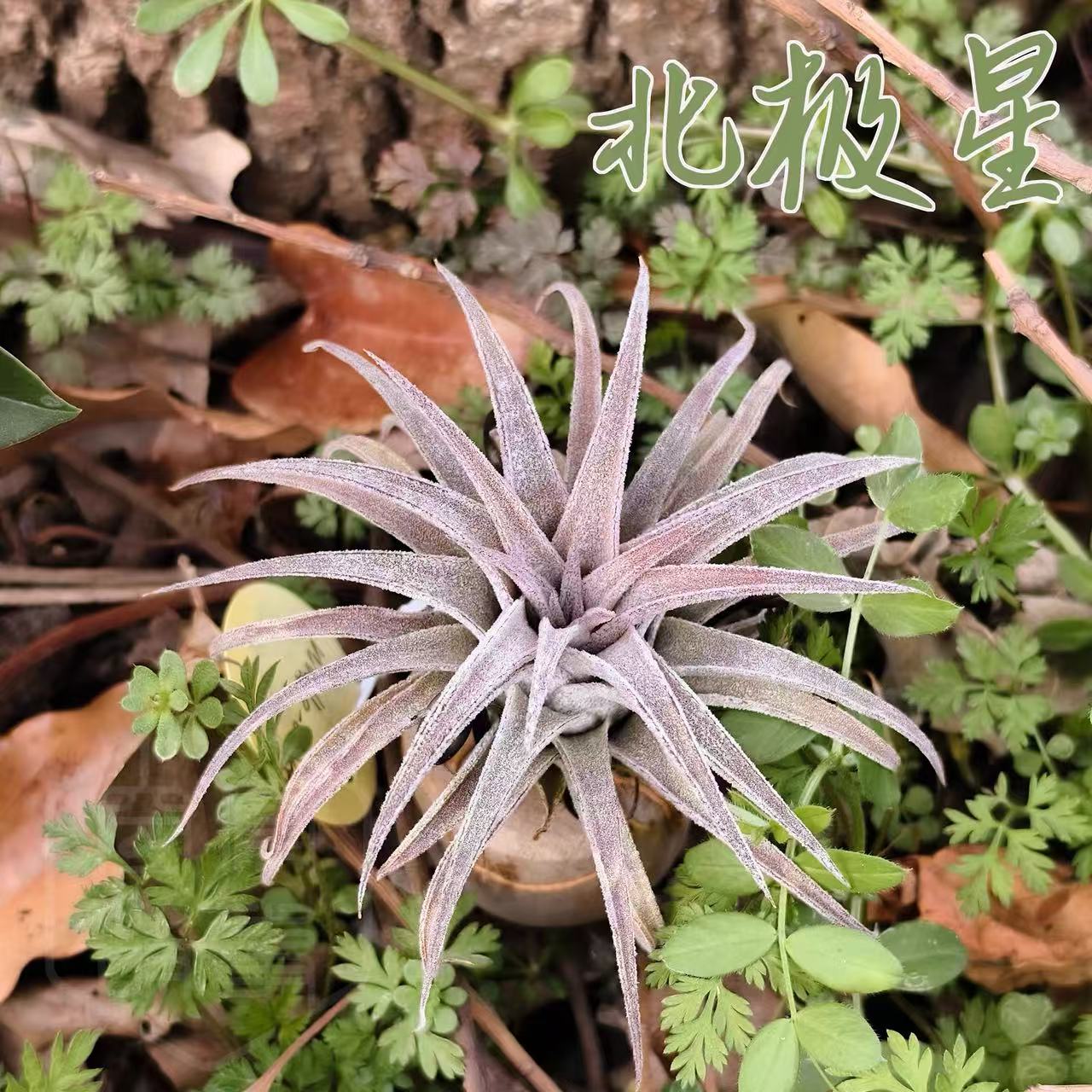 空气凤梨 北极星 | 鸟岩BCx雨林龙 自育实生杂交