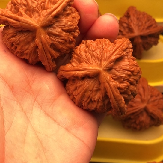 立***询核桃核桃核桃和他的