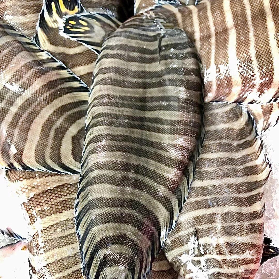 湛江本港花猫龙利鱼 特别难得 鲜嫩多汁