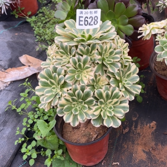 628迈巴赫不包断枝