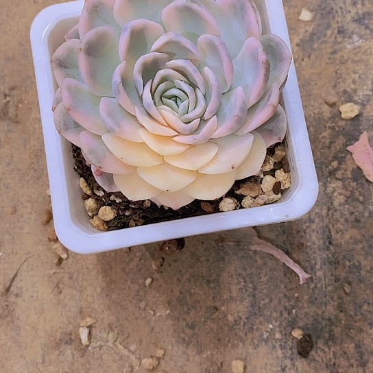 用****5雪球锦多肉植物