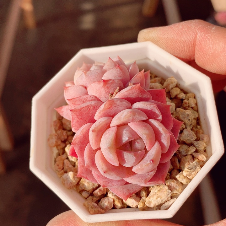 恩宠6cm多肉植物