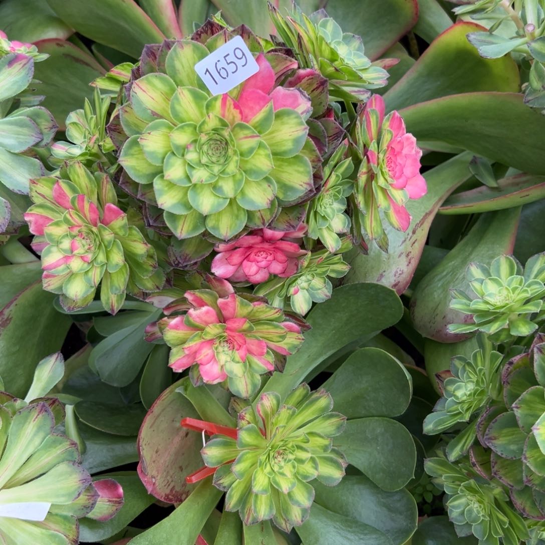 1659知否多多破了多破了