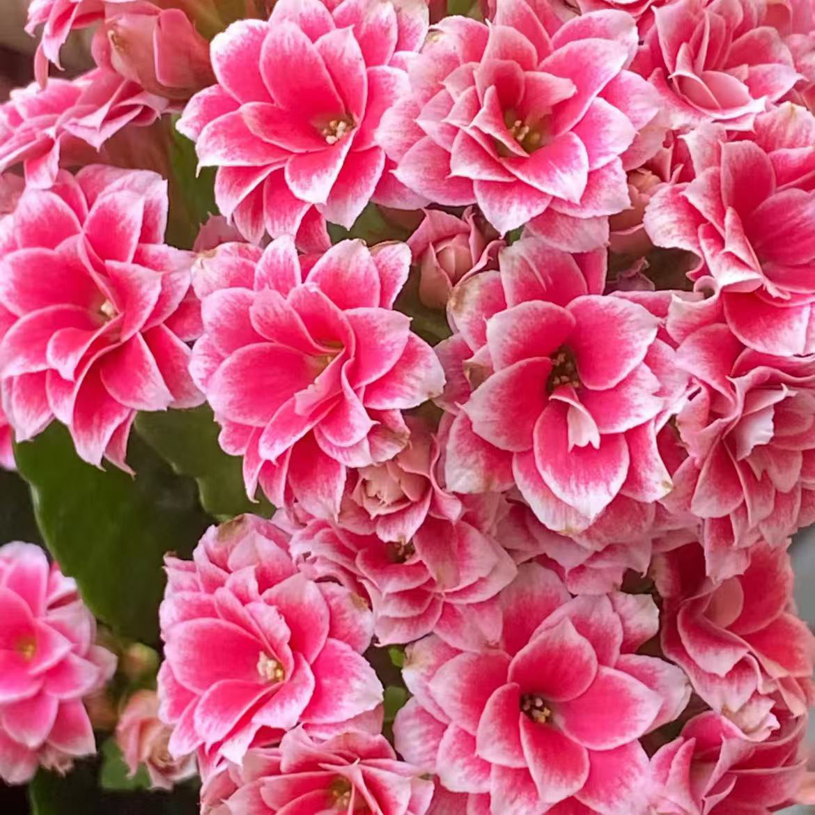 【圣诞之夜】110盆 粉色带白边复色超大长寿花