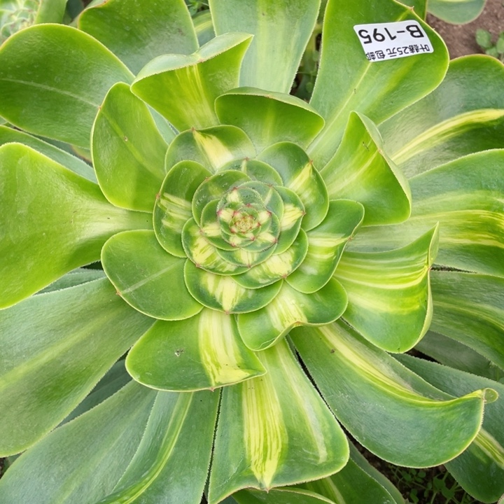 195暴君多肉12345678