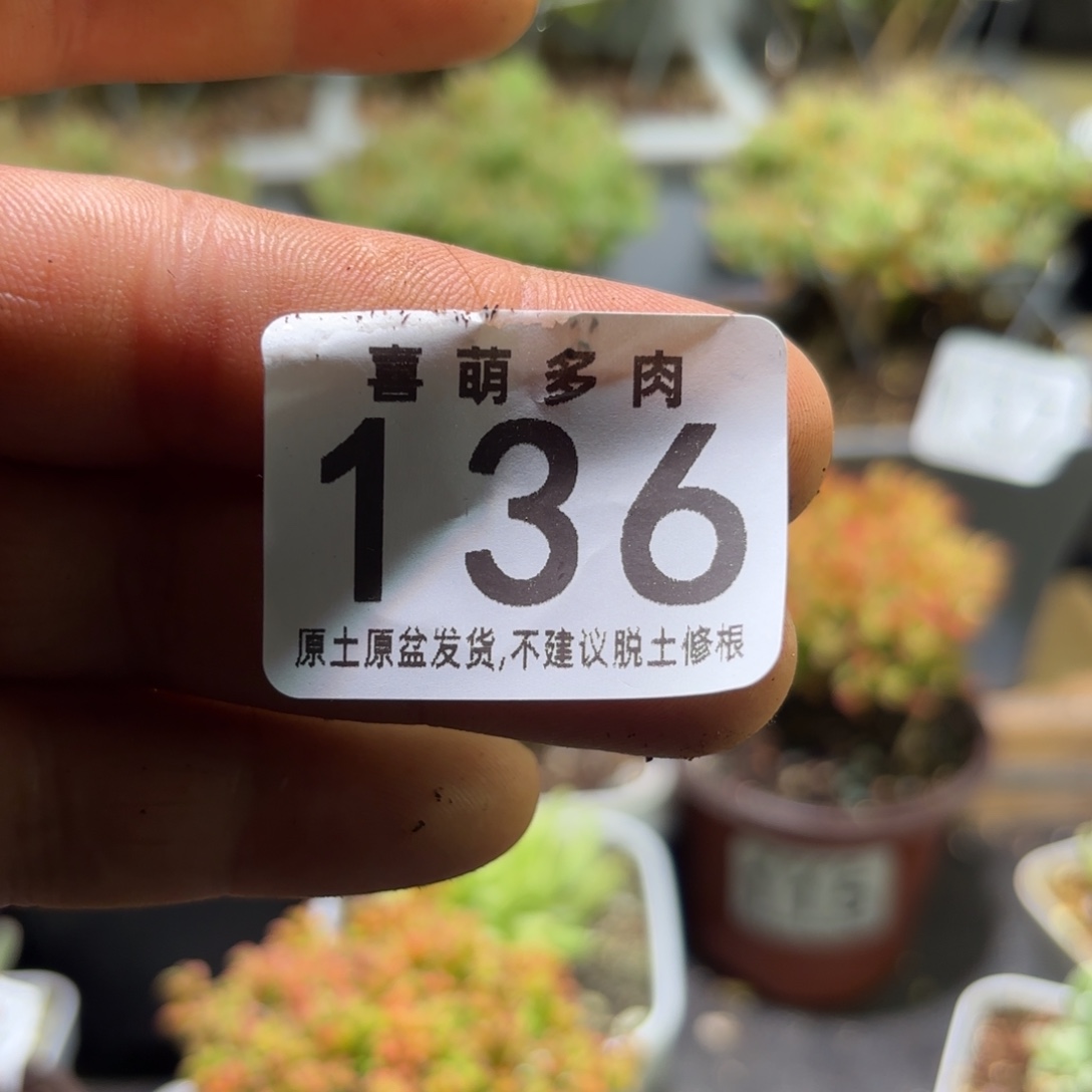 李***源枝干番杏密橘糖球136