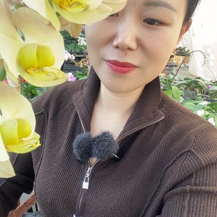 无花朵金波碧玉蝴蝶兰