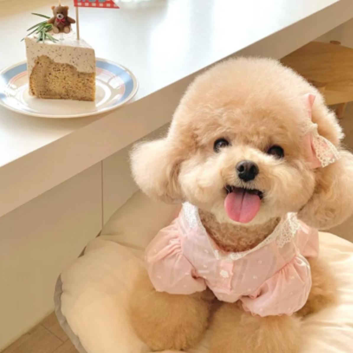 泡泡佳香槟色泰迪泰迪熊幼犬活体【以直播间展示为准】